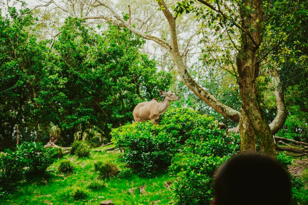 Greater Kudu on Kilamanjaro Safaris