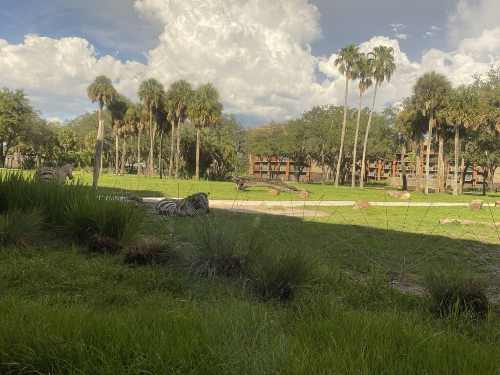 View of Zebras on the savanna outside of Sanaa